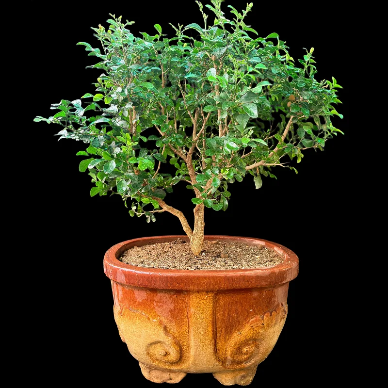 MURRAYA PANICULATA MADHUKAMINI